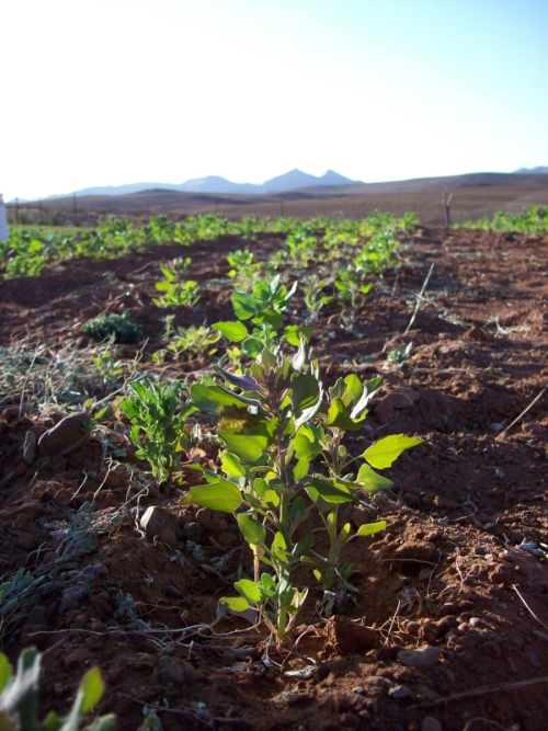 modern bewässertes altes Terrassenfeld modern bewässertes altes Terrassenfeld
